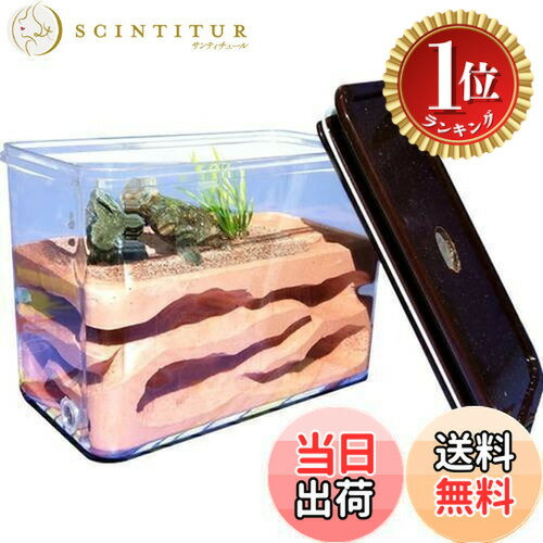【楽天ランキング1位獲得】【送料無料】Umora アリの巣 アリ飼育キット 石膏製巣箱 アリ観察キット ア..
