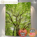 U-SITU タペストリー 壁掛け 壁飾り 大木 枝下 葉 自然景色 オシャレ 背景 多機能 布ポスター インテリア 雰囲気転換(サイズ:長さ200cm x 幅150cm)カラー:GT0035B
