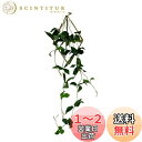 umely 壁掛け一輪挿し インテリア 花瓶 フラワー 試験管 ガラス 吊り下げ フェイクグリーン 花 装飾 (typeB)