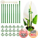 BIUTEFOR 支柱 園芸 植物支柱 観葉植物 支柱 【花支柱*10個/フォルダ*20個】花支え 胡蝶蘭観葉支柱 誘引 支柱 植物サポート 農業用 園芸用品 ガーデニング花支え支柱 【30CM】