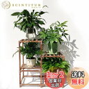フラワースタンド プランタースタンド 花台 園芸 ジャグスタンド 観葉植物 鉢スタンド ガーデンラック 室内 室外 木製 植木台 4鉢 多層