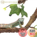 Hitasi 爬虫類 登り藤 登山枝 装飾 人工藤 柔軟性 吸盤付き 爬虫類のつる 水族館 水槽 2個セット 装飾木 装飾登り木 フェイクグリーン 水槽 内装 造園 休憩 隠れ家 水陸両用 両生類 魚類 趣味