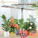 JCBritw 100W 植物育成ライト スタンド付き LED 白いフルスペクトルLED植物ライト 室内栽培 苗木栽培 顕花植物栽培向け水耕栽培ランプ 植物栽培...