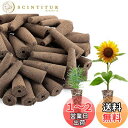 【送料無料】水耕栽培 スポンジ 30個入 水耕栽培 植えるスポンジ 水耕栽培キット 栽培キット 水耕スポンジ 苗床 室内 ガーデン 植物育成