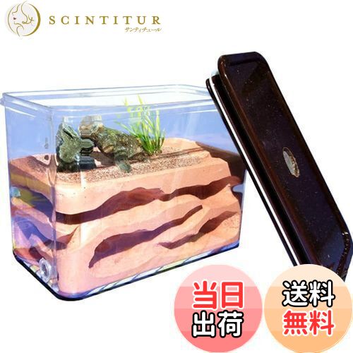 【送料無料】Umora アリの巣 アリ飼育キット 石膏製巣箱 アリ観察キット アリ城 蟻用飼育ケース アリ飼..