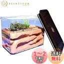 【送料無料】Umora アリの巣 アリ飼育キット 石膏製巣箱 アリ観察キット アリ城 蟻用飼育ケース アリ飼育箱 昆虫 自由研究 観察日記 教育玩具 蟻なし
