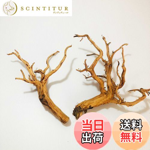 【送料無料】Goldlife 流木 中 Mサイズ 2本セット スマトラウッド インドネシア産 枝流木 アクアリウム テラリウム 水草水槽レイアウト 生け花 スケ...