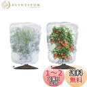 【送料無料】LIANHATA 防虫ネット 2個セット 植物保護カバー メッシュ巾着式 防鳥ネット 虫よけカバー 野菜網 鳥対策 通気性 虫鳥除け網 鉢植え用 野菜栽培 菜園プランター用 (80*80cm)