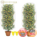 【送料無料】防虫ネット 植物保護カバー 2個セット 保護カバー 防鳥ネット メッシュ巾着式 虫鳥除け網 通気性 引き紐付き 園芸用ネット 植物保護カバー 鳥害対...