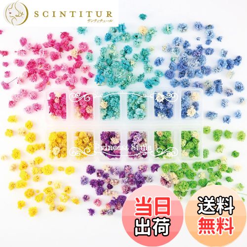 【送料無料】Princess-style かすみ草 ドライフラワー 花頭 咲いた花 ネイル レジン 封入 素材 材料 花..