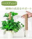 【短納期】【3本セット】ココスティック モンステラ 支柱 おしゃれ 植物 支柱 ポトス 支柱 高さ調整可能 頑丈 耐久 ココナッツ 園芸支柱 植物支柱 花ささえ...