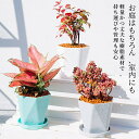 【6個セット】植木鉢 プラスチック おしゃれ 鉢 樹脂 小型 鉢植え ポット かわいい 軽い 植木 室内 多肉植物 植物 ミニ植物適用 プランター容器 園芸 イ...