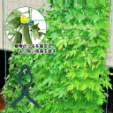 棚支柱セット つる植物棚支柱セット 組み立てかんたん 2種類設置方法 設置サイズ 棚 支柱 キュウリ ゴーヤ 園芸支柱 園芸用支柱 栽培棚 つる性植物 きゅうり...