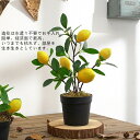 レモン 盆栽 造花 鉢植え 枯れない花 人工観葉植物 果物 造花の置物 本物そっくり 飾り 撮影用小物 ギフト 贈り物 開店祝い 誕生日 お見舞い 感謝 お礼 ...