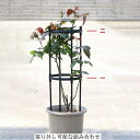 オベリスク アイアン トレリス 高さ調節可能 バラ用 ガーデン 支柱 花支えラ 薔薇 庭 ガーデニング 誘引 操作簡単 金属製 簡易組立式 つる性植物 ばら 菜園 組み立て 園芸 庭 耐候性 装飾 園芸 植物登山 植物サポート