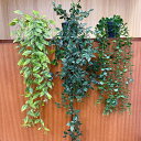 フェイクグリーン 植木鉢付き 人工観葉植物 造花 蔓 つる リーフ 葉っぱ 鉢植え 装飾 飾り 枯れない 長い ナチュラル 自然 おしゃれ