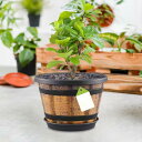 植木鉢セット 植物コンテナ 実用的な装飾 丈夫なバレルプランター フラワーポット 新築祝い ギフト バルコニー カフェ オフィス 庭用
