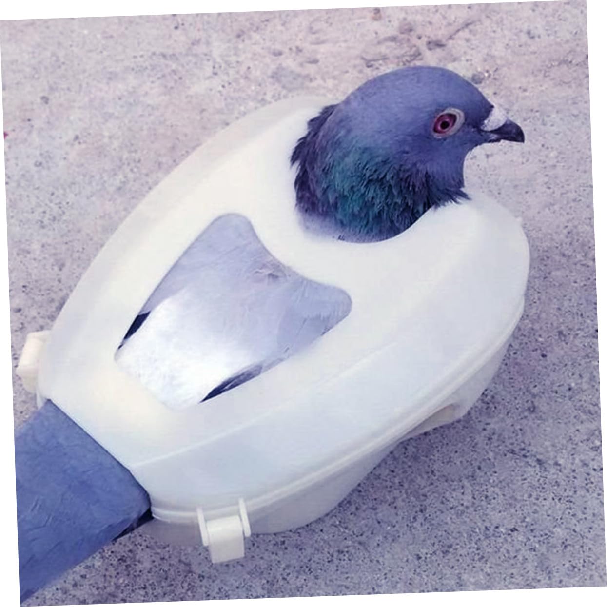 ピジョンフィクサー 鳩固定具 鳩給餌ホルダー プラスチック製 鳥用 スタンド 友人向け 鳩用固定ツール 6個入り