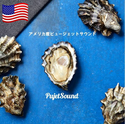 本格 お家で オイスターバー US産　ピュージェットサウンド 16個 カキ 殻付き 生食 生牡蠣　贈り物　オイスターバー