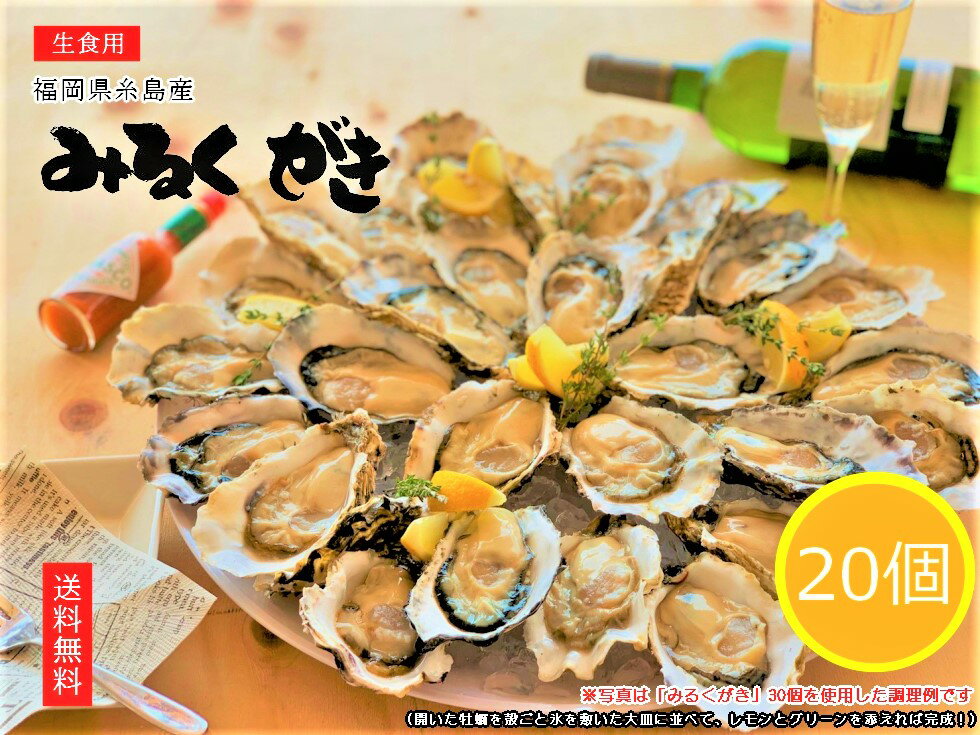 みるくがき Mサイズ 20個（1.4〜1.8kg） 福岡県糸島産殻付き　活牡蠣　生食可