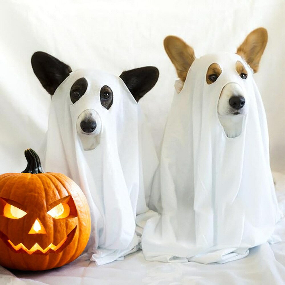 Rakuten - ハロウィン ペット仮装 犬用 ゴーストコスチューム マント&フードセット ホラー かわいい 小型犬〜中型犬