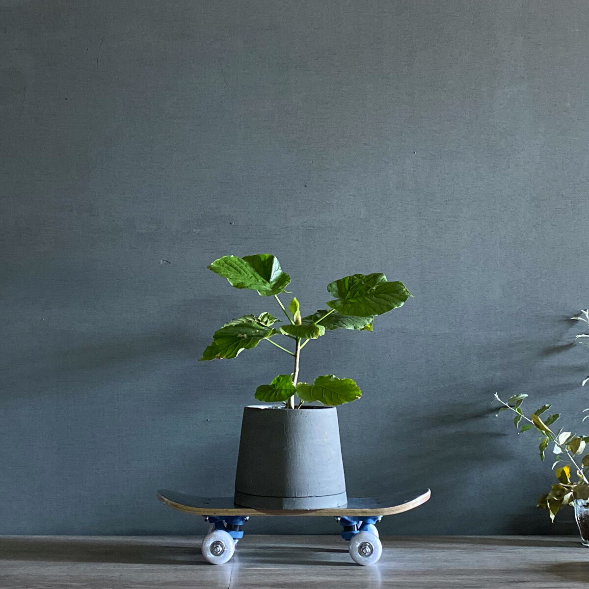 THE PARK SHOP PARK BOY �������ȥܡ��� �����ܡ� �Ҷ� �Ļ� �ץ쥼��ȡ����줫���㤦�ʤ饹�ѡ�����