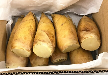 【あす楽】生鮮たけのこ 4キロ 筍本数選択可 6〜10本入×2箱 中国産 タケノコ シャキシャキの食感 天然新鮮たけのこ本体 自社コンテナで直輸入竹の子 旬を味わう 鮮度が良くて美味しい筍【旬の食材】【根切り出荷】【代引可】【送料無料】【ポイント10倍】