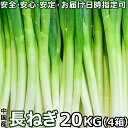 長ねぎ 20kg ＜5キロ×4箱＞ 業務用 中国産 L〜2Lサイズ 箱売り 厳選 新鮮太くて長葱 白ネギ 直輸入業務食材 コスパ最強ネギ 全国飲食店様に通年安定提供 国内検品出荷＜クール便送料込＞【卸販売・店舗様定期購入対応可】【配達日指定可】