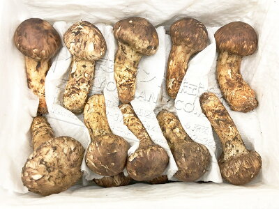【送料無料】生鮮 松茸 500g 中つぼみ(半開き)HAサイズ 約12〜14本入 長さ約8-9cm 中国産 特選等級 当社直輸入 天然新鮮まつたけ本体 秋分の日 敬老の日ギフト 家庭用 ご贈答 期間限定【代引可】【厳選出荷】【お届け日指定可】【あす楽対応】