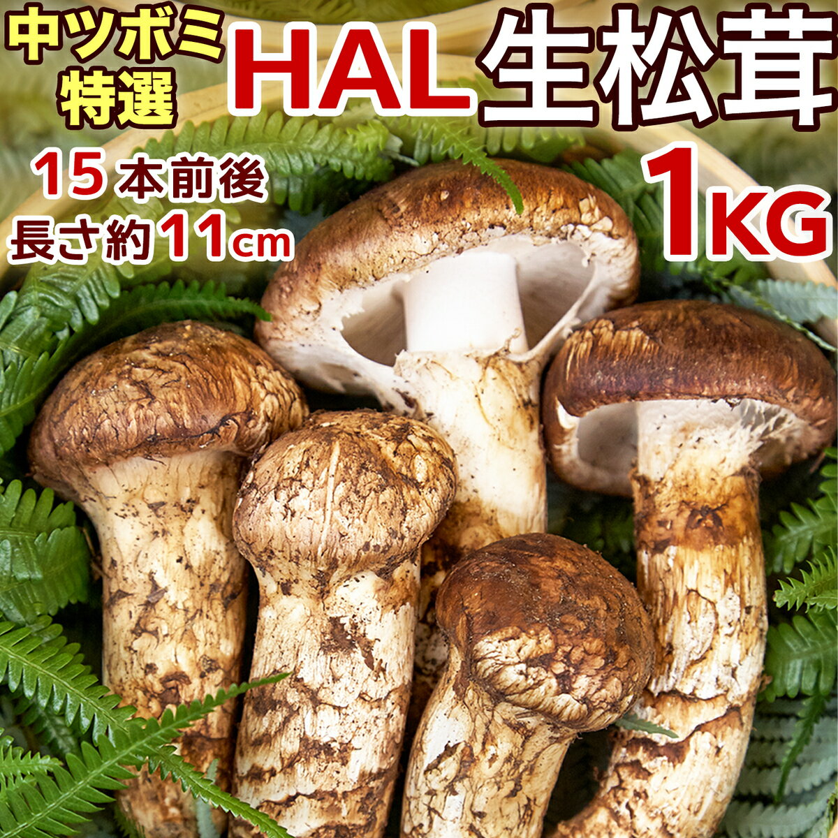 生松茸 特選 中ツボミ 約1kg HALサイズ【16本前後 長さ11cm前後】空輸 中国産 フレッシュ松茸 厳選つぼみ 天然きのこ マツタケ 日本向け 鮮度優先 旬の味覚の王様 家庭用 業務用 ギフト用 御中元 敬老の日 期間限定【国内検品出荷】＜送料込・配達日指定可＞ ＜2023早割＞