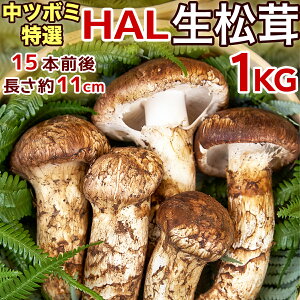 生松茸 特選 中ツボミ 約1kg HALサイズ【16本前後 長さ11cm前後】空輸 中国産 フレッシュ松茸 厳選つぼみ 天然きのこ マツタケ 日本向け 鮮度優先 旬の味覚の王様 家庭用 業務用 ギフト用 御中元 敬老の日 期間限定【国内検品出荷】＜送料込・配達日指定可＞ ＜2023早割＞