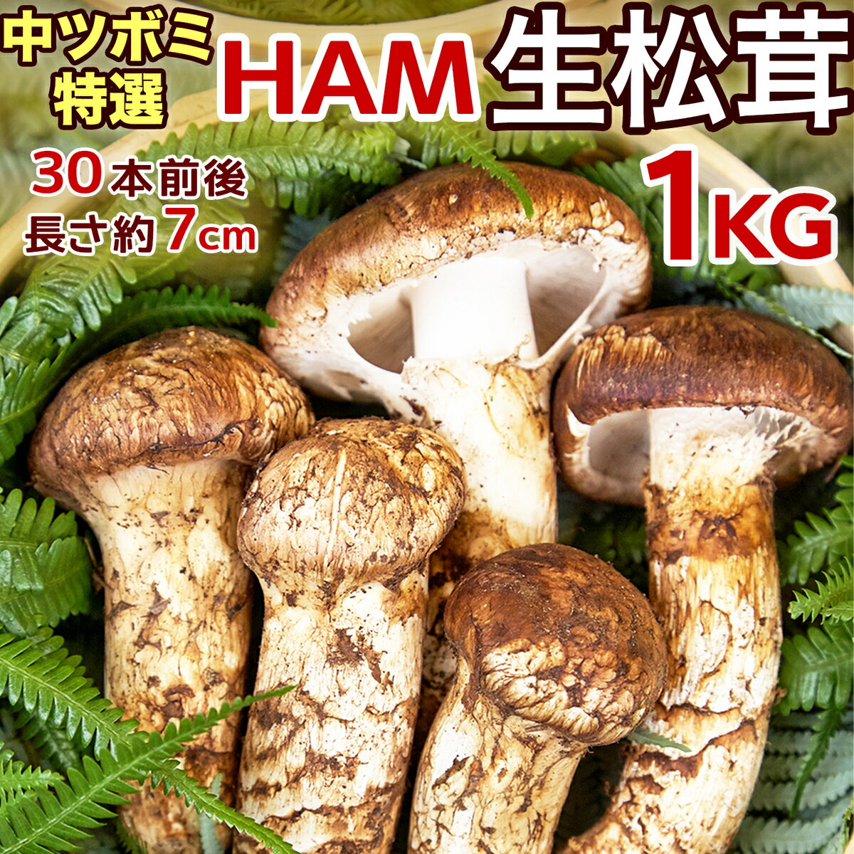 生松茸 特選 中つぼみ 約1kg HAMサイズ【30本前後 長さ7cm前後】空輸 中国産 香り豊かでやわらかい 日本向け 高級キノコ 鮮度優先 鮮度がよくコスパ最強 焼き松茸 天ぷら 秋の味覚の王様 旬の食材 家庭用 敬老の日 お中元 贈答ギフト＜安心の国内検品＞＜日時指定可＞