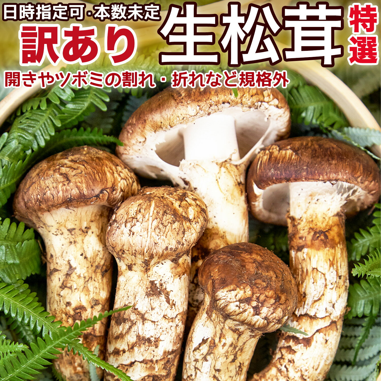 生松茸 訳あり＜開き方・大きさおまかせ＞空輸 中国産 本数未定 鮮度優先 国内トップクラスの選別基準 ボリューム満…