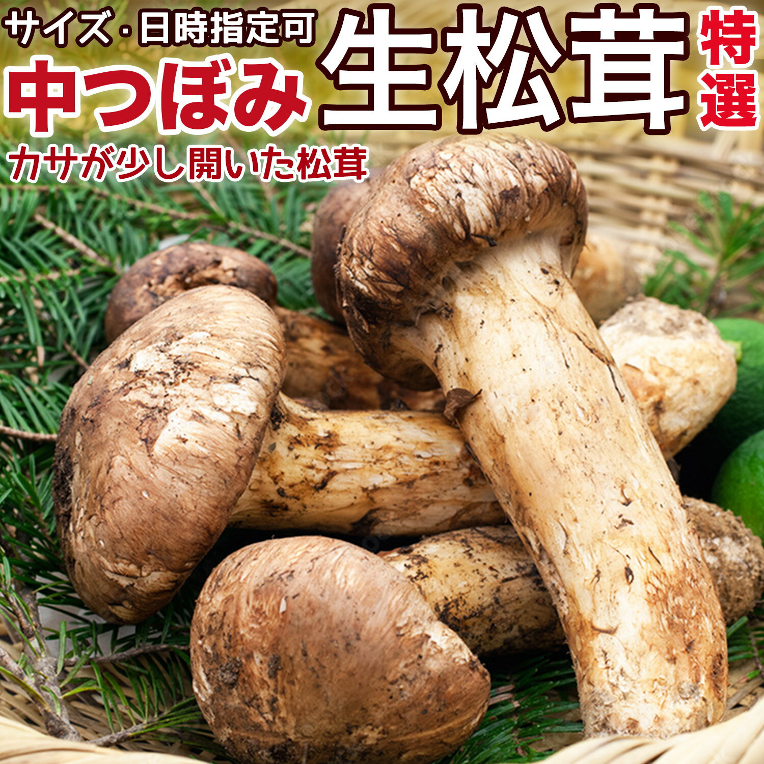 生松茸 特選 中つぼみ（中開き）天