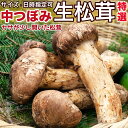 「早割予約」生松茸 特選 中つぼみ（中開き）天然フレッシュ松茸 まつたけ 中国産 空輸 香り豊かでやわらかい 日本向け 旬の味覚の王様 高級キノコ 鮮度優先 焼き松茸 天ぷら 松茸料理 旬の食材 家庭用 敬老の日 お中元贈答ギフト＜安心の国内検品・サイズが選べる＞