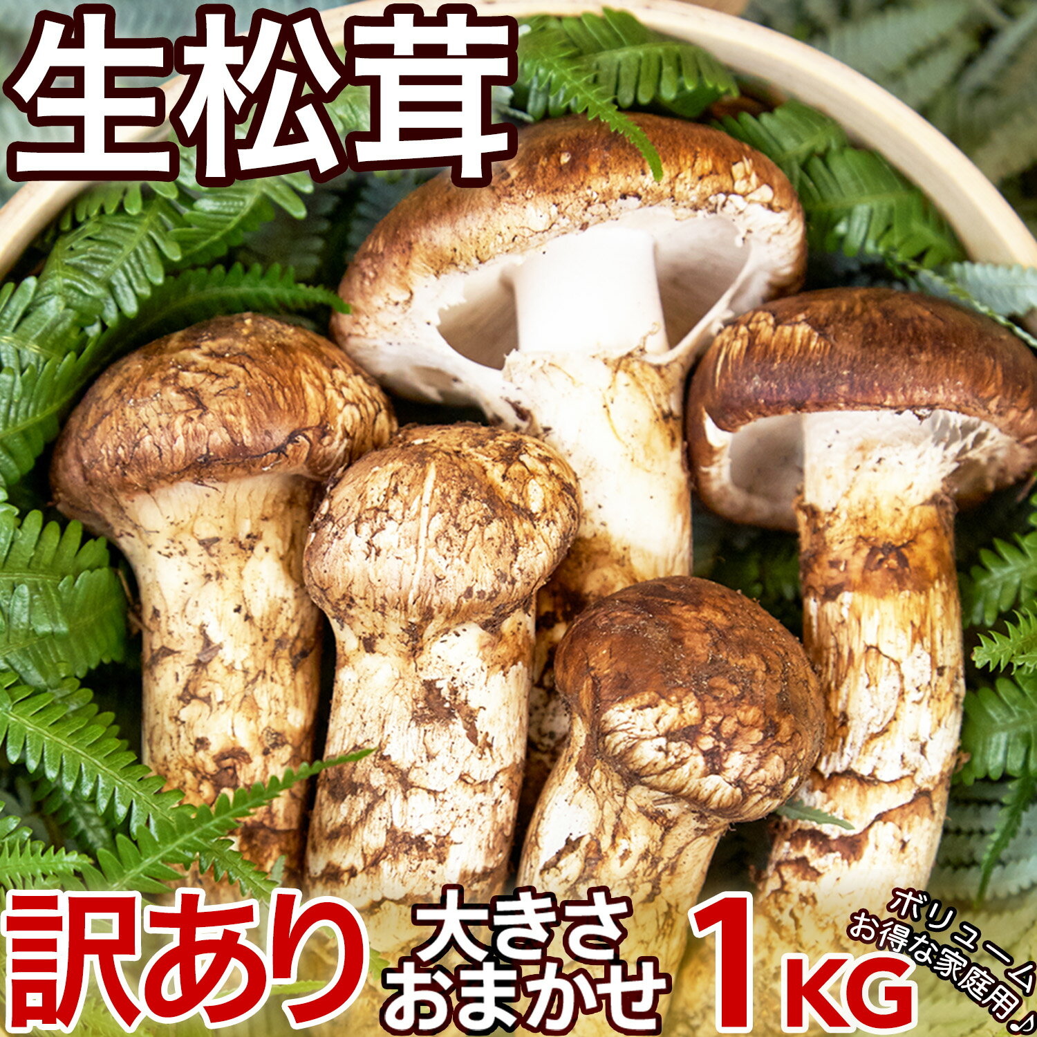 生松茸 訳あり 約1kg ＜開き方・大きさおまかせ＞空輸 中国産 本数未定 鮮度優先 国内トップクラスの選別基準 様々な食べ方で楽しめる フレッシュマツタケ 日本向け 鮮度が良い高級天然キノコ 秋の味覚の王様 旬の食材 家庭用 敬老の日 お中元 安心の国内検品＜日時指定可＞