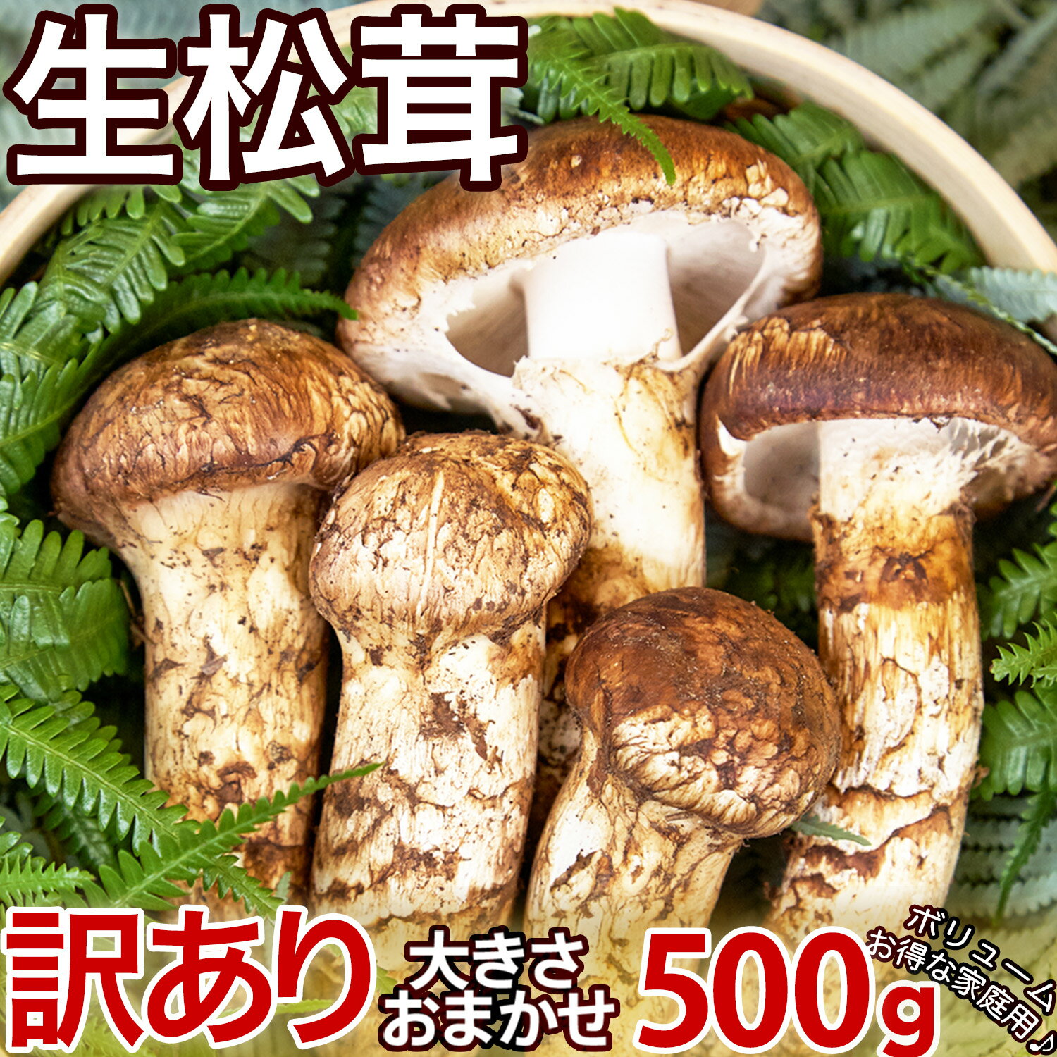 生松茸 ちょっと訳あり 約500g ＜開き方・大きさおまかせ＞空輸 中国産 本数未定 鮮度優先 国内トップクラスの選別基準 様々な食べ方で楽しめる フレッシュマツタケ 日本向け鮮度が良い高級天然キノコ 秋の味覚の王様 旬の食材 家庭用 敬老の日 安心の国内検品＜日時指定可＞