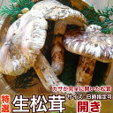 <予約8月中下旬>生松茸 開き|空輸 中国雲南産|秋の味覚の王様・フレッシュまつたけ・ひらき|鮮度優先・傘が開いて豊かな香り繊細な味わい|国内トップクラスの選別...
