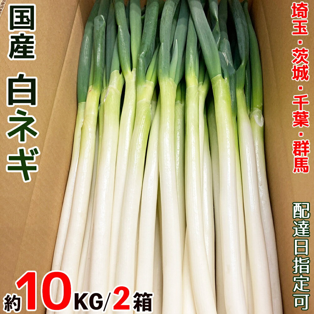 国産 白ネギ 10kg (5キロ×2箱) M～2Lサイズ 埼玉/茨城/群馬/千葉県他産 長ねぎ 毎日大田市場から直送 新鮮で太く長いムキ白葱 日本産 箱売り 通年安定提供＜クール便送料込＞【卸販売・店舗様定期購入対応可】【配達日指定可】