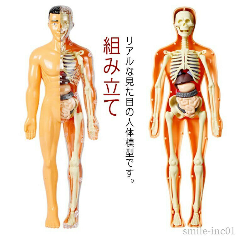 【送料無料】知 キッズ 学習キット 説明書付き 臓器 骨 組み立て キッズ 人体パズル 知育玩具 モデル おもちゃ 玩具 胴体模型 解剖 骨格模型