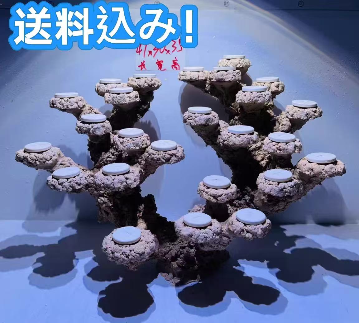 ライブロックセット 多孔質 人工 大きさ：横47cm 高さ35cm 奥30cm（海水魚、サンゴ、バクテリア、背景、レイアウト、水槽）