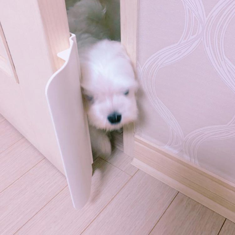 ����̵�� �ڥåȥɥ� �ڥå����� ���ɥ� ǭ�ɥ� �������� �ꤢ������ �ɥ� ���� Ⱦ��ư �������� ������ ����åȥɥ� �ڥå��ѥɥ� ��� ������ �淿�� ���� �ͥ� ���� ���մ�ñ ��� ����åȥɥ� �ڥå��ѥɥ�