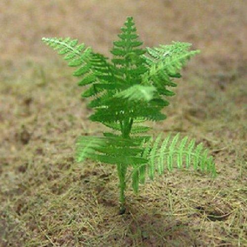 楽天市場】シダ植物（その他｜ホビー）の通販