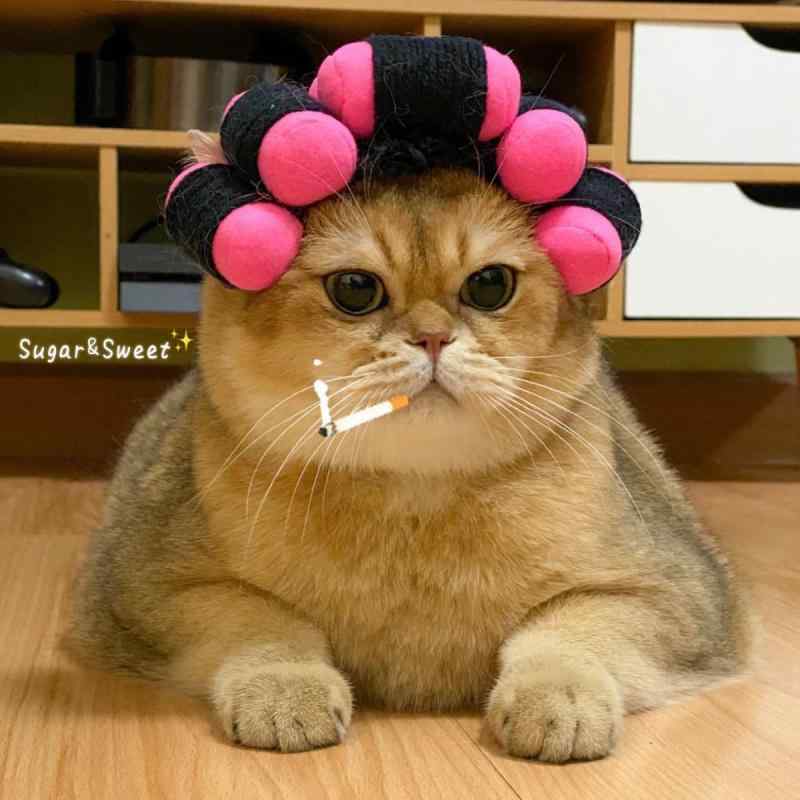 犬猫帽 ペット 品 ファッション アクセサリー ヘッド バンド 帽子 ユニーク ヘア カーラー 韓国