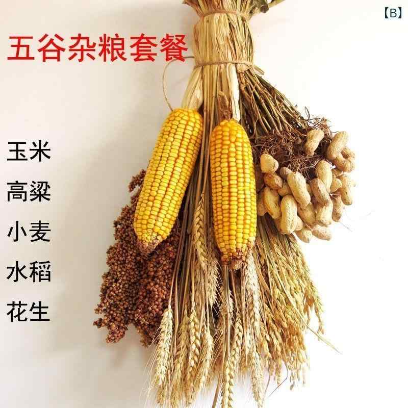 セキュアデポの食品 サンプル リアル 見本 食玩 農家 トウモロコシ 小麦穂 米 ソルガム 農場 ホテル 穀物 作物 ぶら下げ 装飾品 フェイク｜アングル2