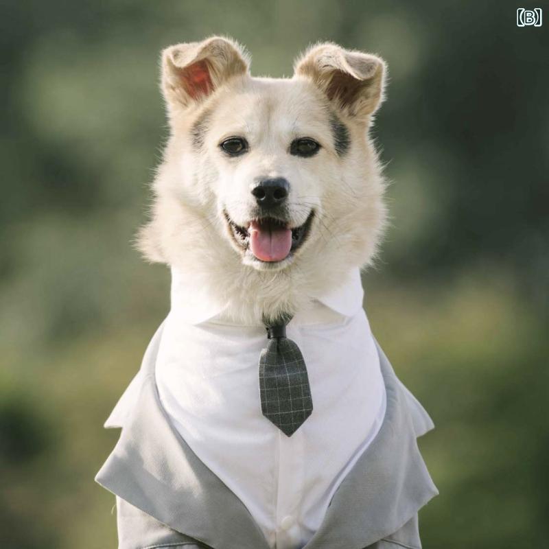 セキュアデポのペット品 洋服 ワンちゃん 猫ちゃん おしゃれファッション 犬 スーツ ドレス 結婚式 写真撮影 服 フェイク セットアップ スーツ 紳士 タキシード ネクタイ｜アングル3