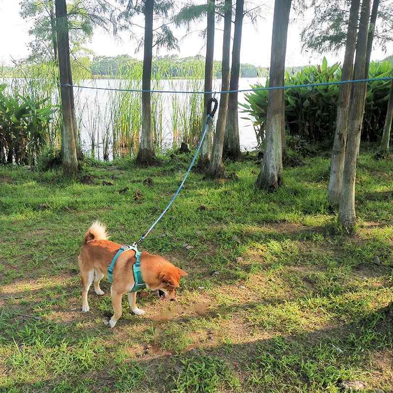 ペット品 ワンちゃん ペット リード キャンプ アクセサリー ぶら下げ ロープ 犬 猫 リード 屋外 レジャー 活動 屋外 自由に歩き回れる