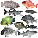 オオカミウオ ティラピア 海洋生物 フィギュア 模型 おもちゃ ホビー 人形 コレクション インテリア ミニチュア リアル 鯛 子供 教育 科学 ギフト