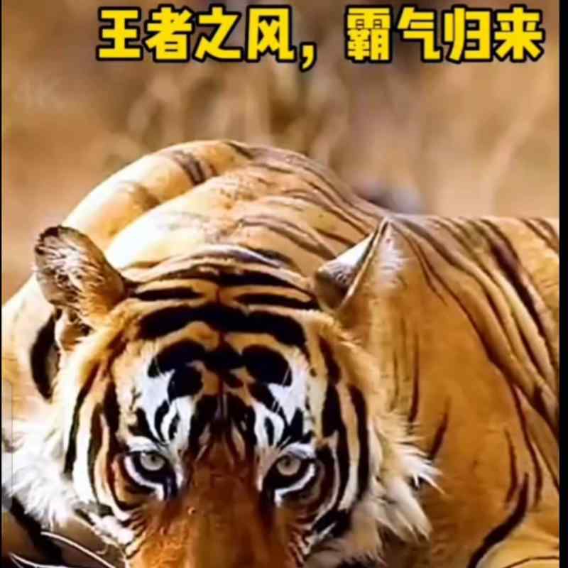 격투기 바지 복싱 속건 통기성 종합 트레이닝 트레이닝 쇼츠 아이잉 쇼츠 일러스트 유니섹스 맨즈 레이디스