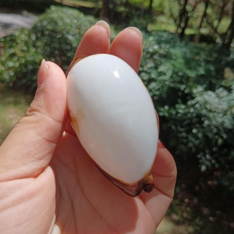 ・素材: 天然素材